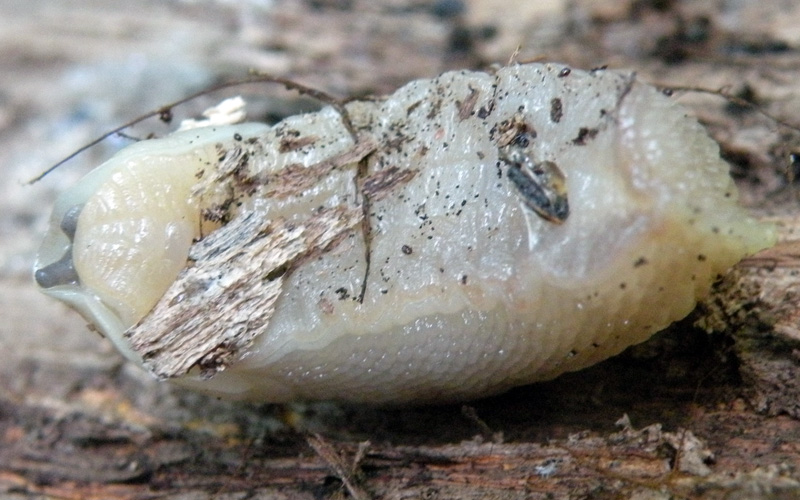 Limax bianco del castagneto sopra Sologno (RE)